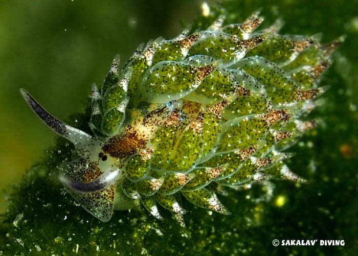 opisthobranchs of Nosy Be Madagascar